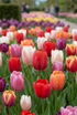 Tulipe &