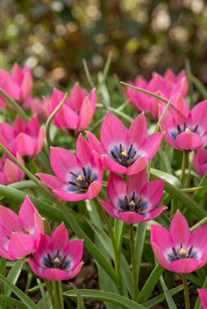 Tulipe &