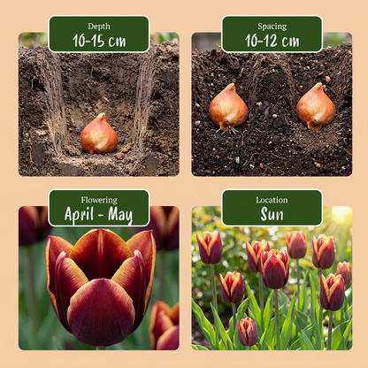Tulipe &