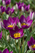 Tulipe &
