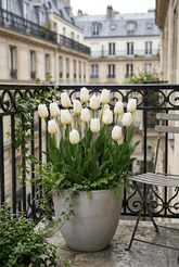 Tulipe Triomphe blanche (Tulipe blanche) — Bulbes calibre 11/12 - Verdeia - 3