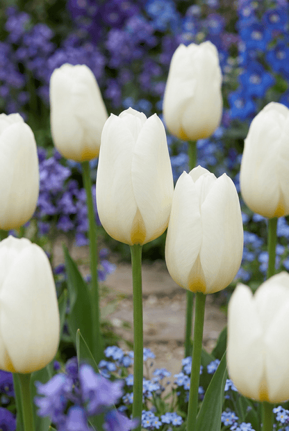 Tulipe Triomphe blanche (Tulipe blanche) — Bulbes calibre 11/12 - Verdeia - 1