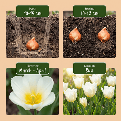 Tulipe Triomphe blanche (Tulipe blanche) — Bulbes calibre 11/12 - Verdeia - 6