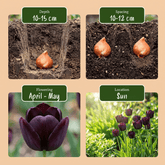 Tulipe Triomphe noire (Tulipe noire) — Bulbes calibre 11/12 - Verdeia - 6