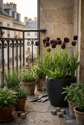 Tulipe Triomphe noire (Tulipe noire) — Bulbes calibre 11/12 - Verdeia - 3