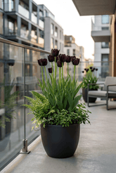Tulipe Triomphe noire (Tulipe noire) — Bulbes calibre 11/12 - Verdeia - 4