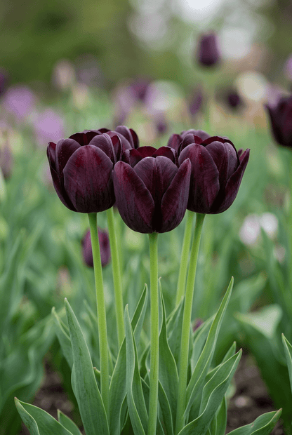 Tulipe Triomphe noire (Tulipe noire) — Bulbes calibre 11/12 - Verdeia - 1