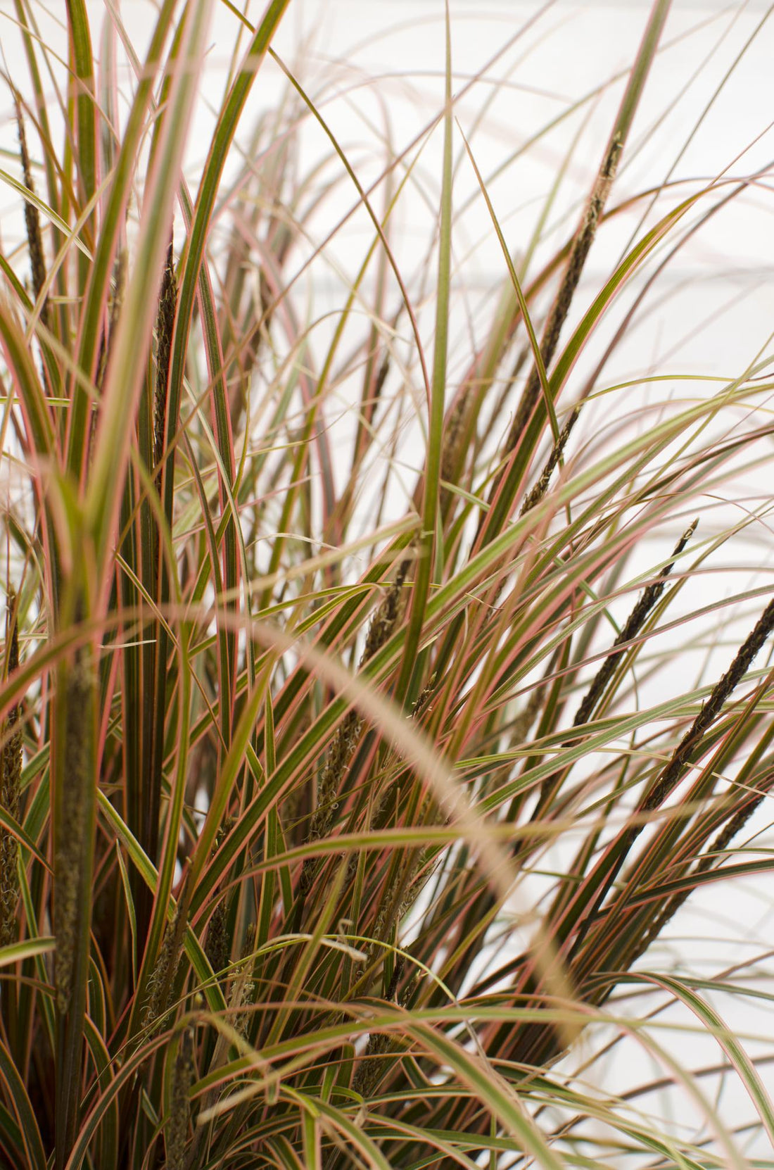 Uncinia Rubra Everflame — Carex rojo - Verdeia - 2