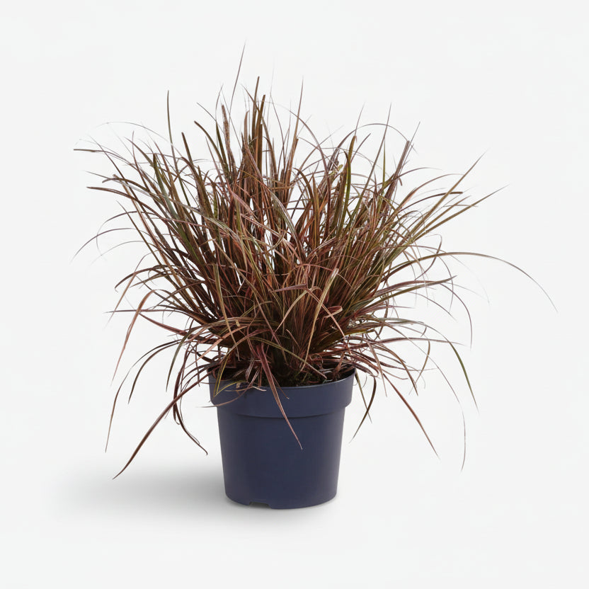 Uncinia Rubra Everflame — Carex rojo - Verdeia - 1
