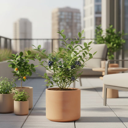 Vaccinium corymbosum ‘Reka’ – Myrtillier bio – D13 x H45 cm - Verdeia