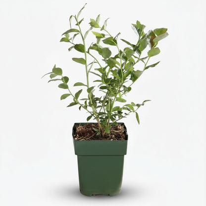 Vaccinium corymbosum ‘Reka’ – Myrtillier bio – Ø13cm – ↕45cm - Verdeia