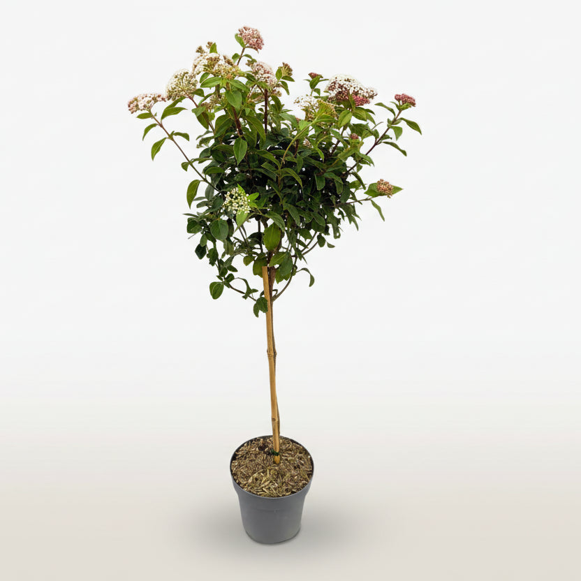 Viburnum tinus Eve Price na stonku na bílém pozadí