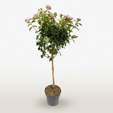 Viburnum tinus Eve Price na stonku na bílém pozadí