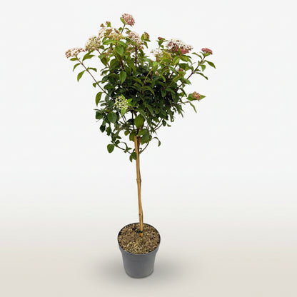 Viburnum tinus Eve Price na stonku na bílém pozadí