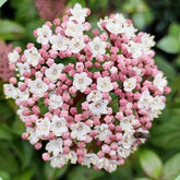 detailní záběr na květ kaliny Viburnum tinus Eve Price