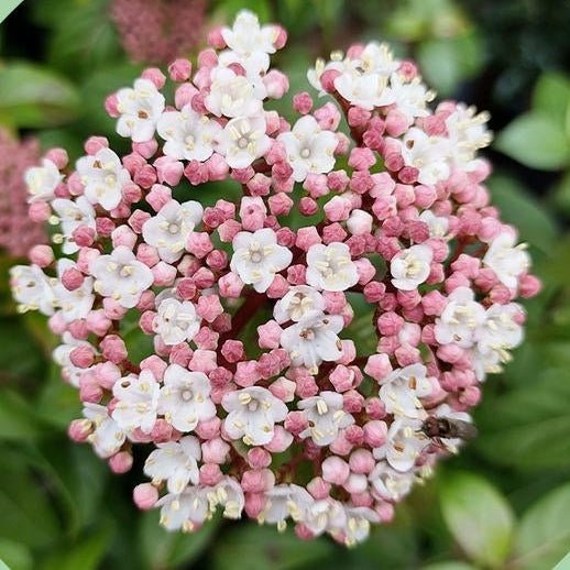 detailní záběr na květ kaliny Viburnum tinus Eve Price