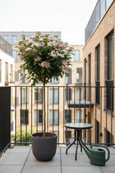 Viburnum tinus Eve Price v šedém květináči na malém balkóně