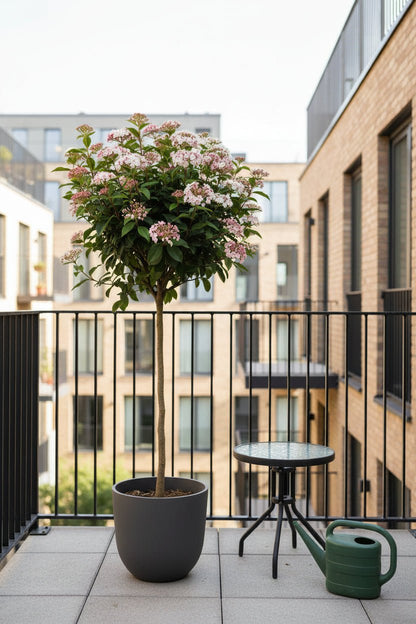 Viburnum tinus Eve Price v šedém květináči na malém balkóně
