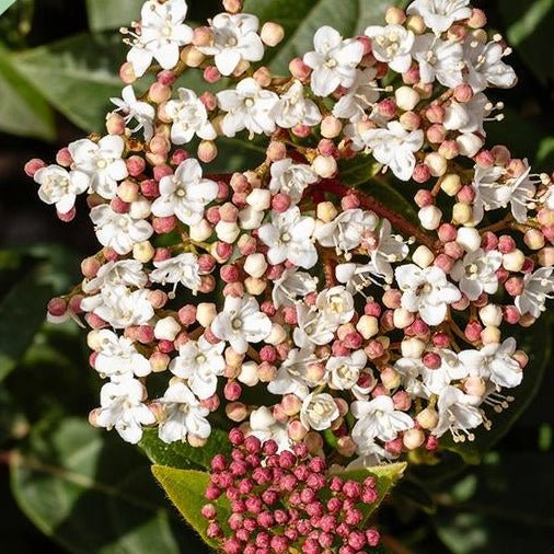 Primer plano de la flor rosa y blanca del Viburnum tinus en tallo