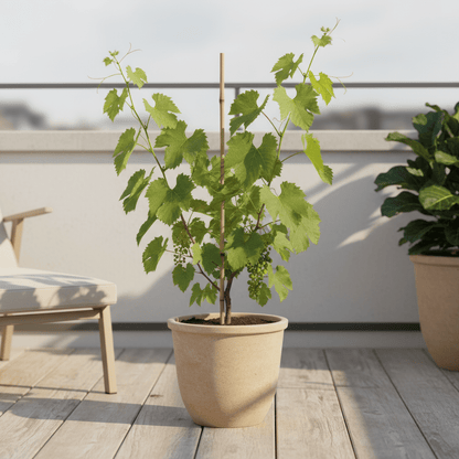 Vitis vinifera ‘Johanniter’ – Vigne à raisin blanc – D13cm x H45cm - Verdeia