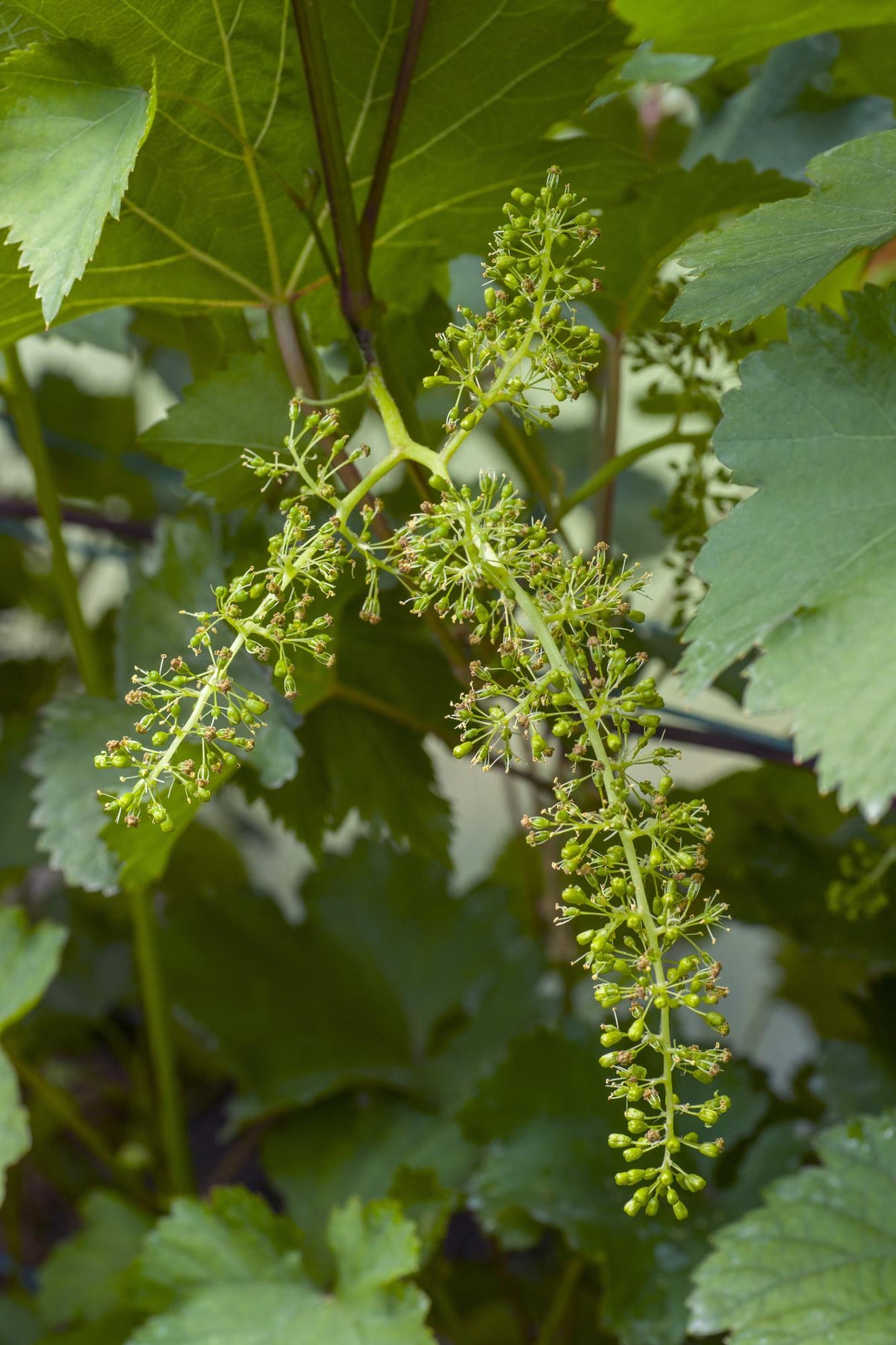 Vitis vinifera ‘Johanniter’ – Vid de uva blanca – D13cm x H45cm - Verdeia - 3
