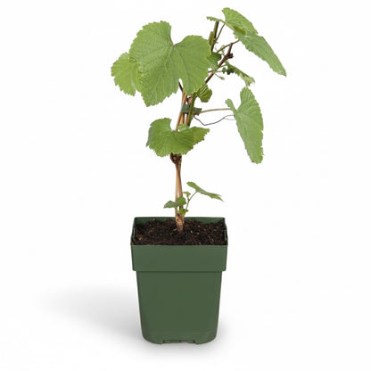 Vitis vinifera ‘Johanniter’ – Vigne à raisin blanc – D13cm x H45cm - Verdeia