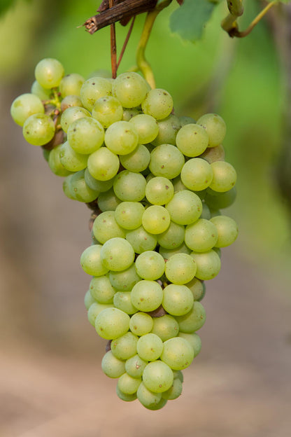 Vitis vinifera ‘Johanniter’ – Vigne à raisin blanc – D13cm x H45cm - Verdeia