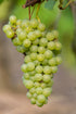 Vitis vinifera ‘Johanniter’ – Vigne à raisin blanc – D13cm x H45cm - Verdeia
