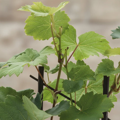 Vitis vinifera ‘Muscat d’Alexandrie’ D15 x H40 cm - Verdeia