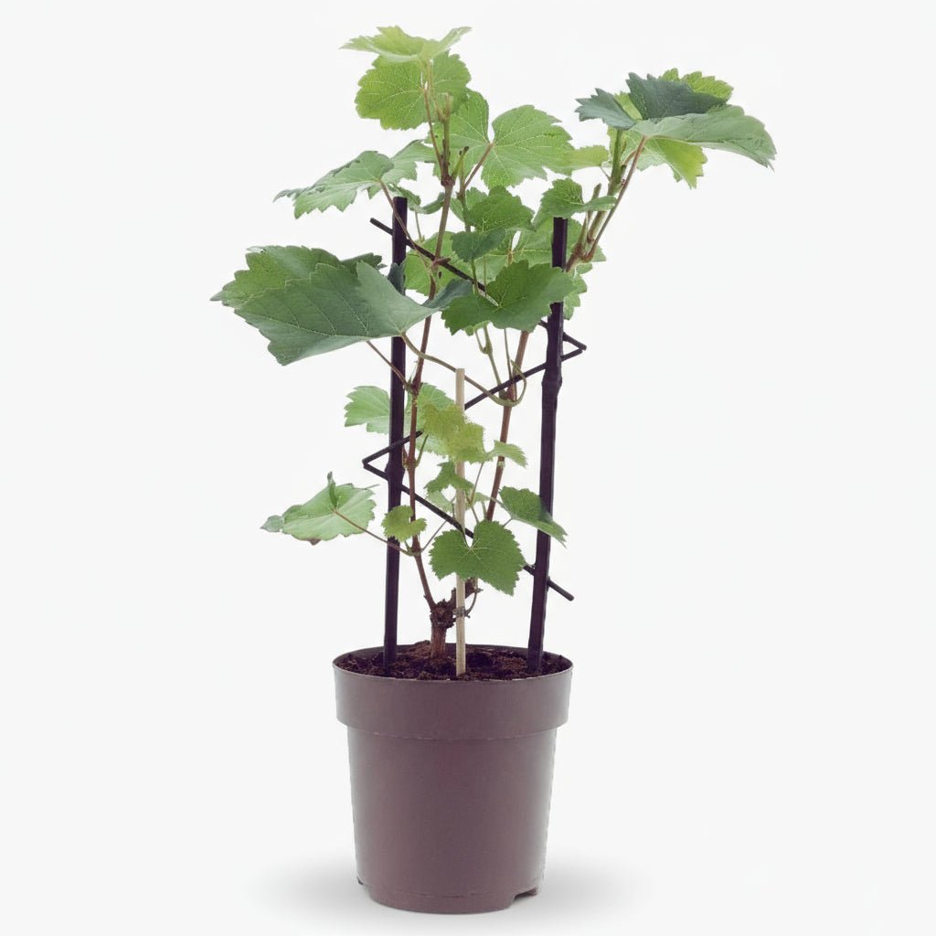 Vitis vinifera ‘Muscat d’Alexandrie’ D15 x A40 cm - Verdeia - 1