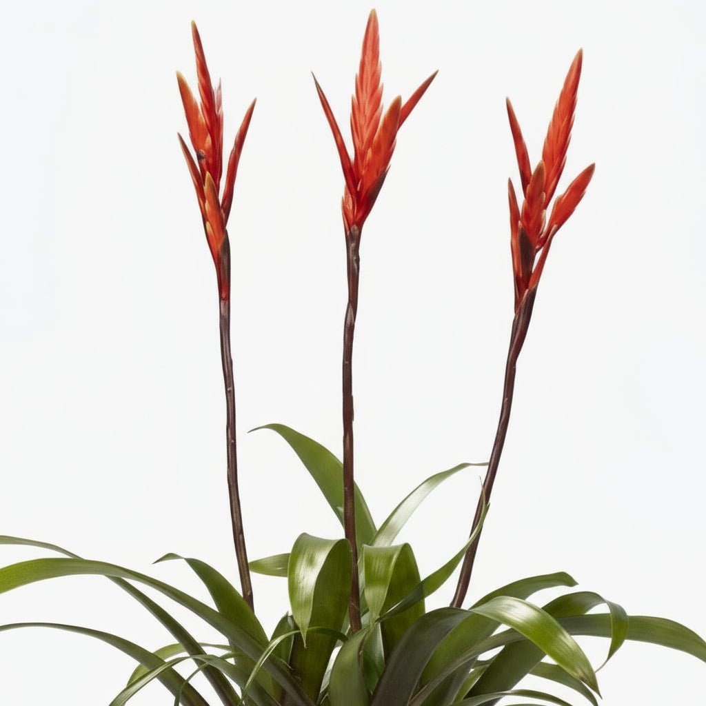 Vriesea ‘Elan’ - Ø12cm - H55cm - Verdeia