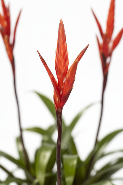 Vriesea &
