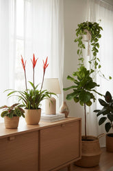 Vriesea &