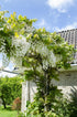 Wisteria floribunda ‘Alba’ – Glycine blanche – D15cm x H65cm - Verdeia
