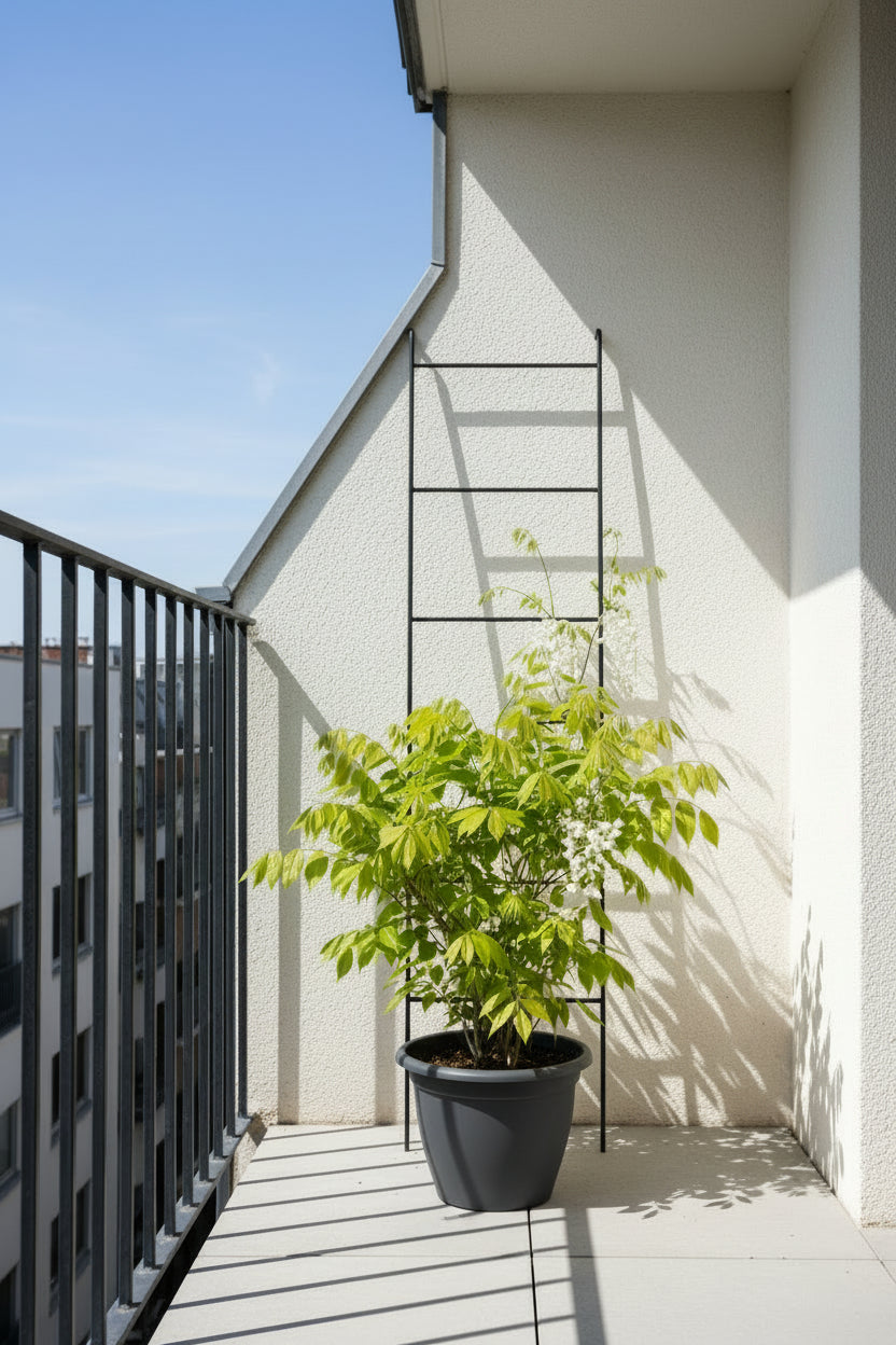 Wisteria floribunda ‘Alba’ – Biała glicynia – D15cm x H65cm - Verdeia - 4