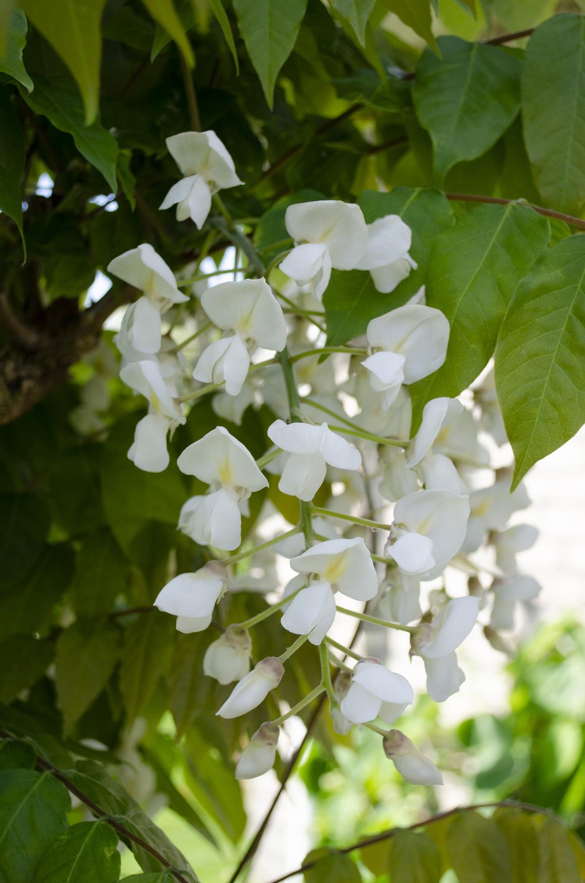 Wisteria floribunda ‘Alba’ – biała glicynia – D15cm x H65cm - Verdeia - 1