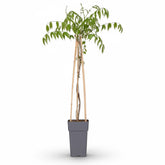 Wisteria floribunda ‘Naga Noda’ – Glicina japonesa violeta doble – D15cm x A65cm - Verdeia - 2