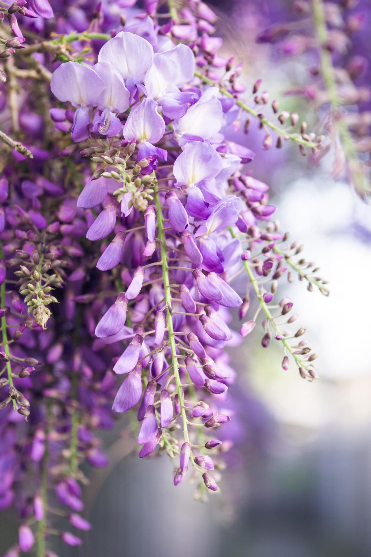 Wisteria floribunda ‘Naga Noda’ – japonská vistárie fialová plnokvětá – D15cm x V65cm - Verdeia - 1