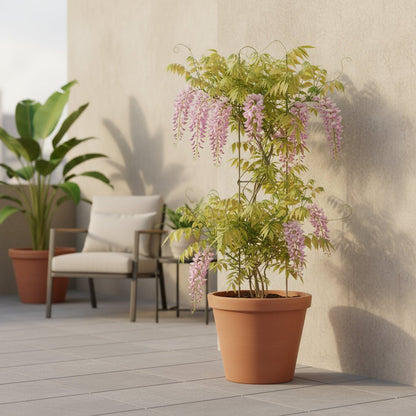 Wisteria floribunda ‘Rosea’ – Glycine rose – D15cm x H65cm - Verdeia