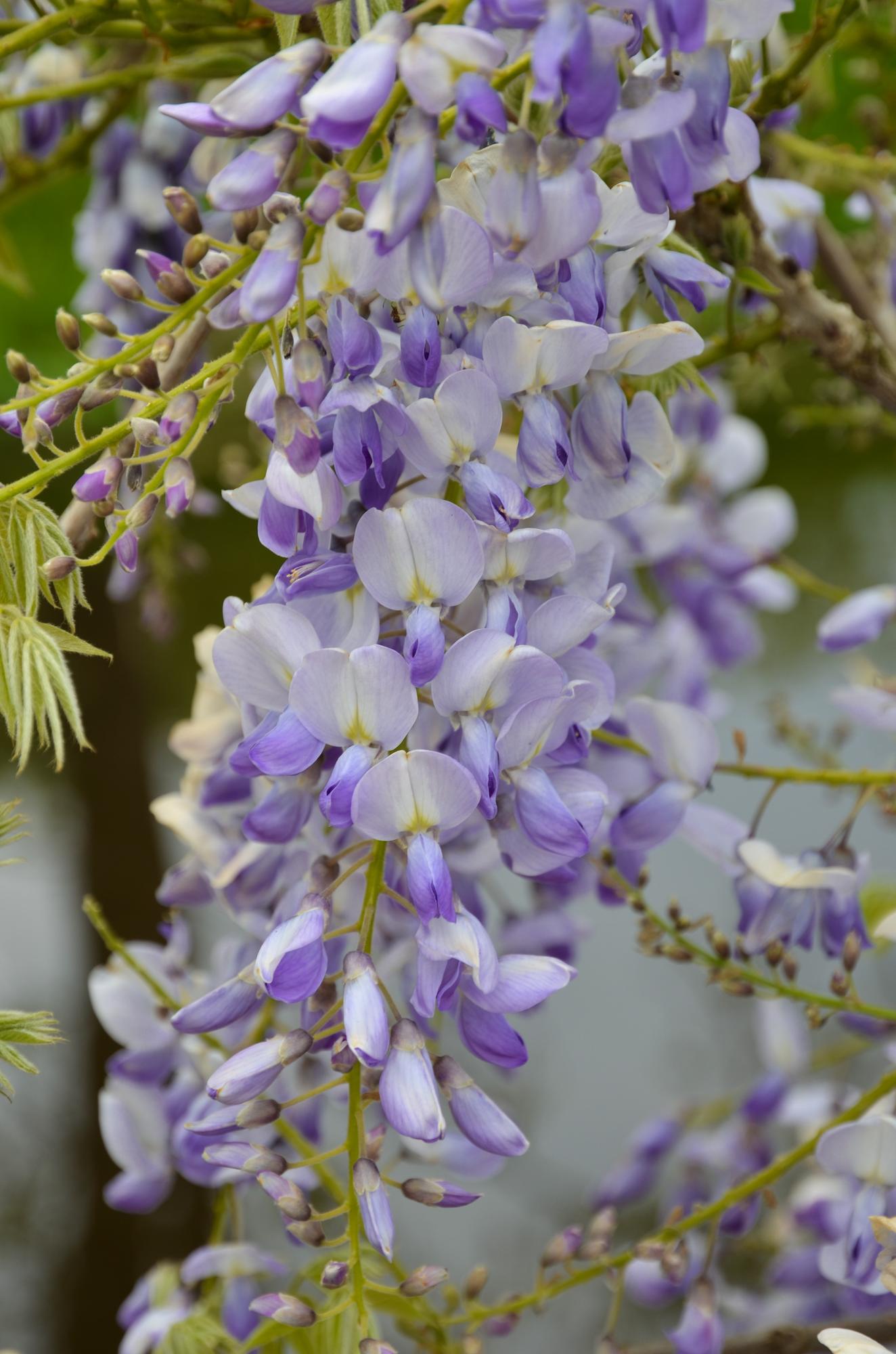 Wisteria sinensis ‘Caroline’ – Glycine violette – D15cm x H65cm - Verdeia