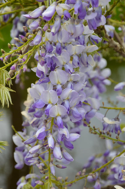 Wisteria sinensis ‘Caroline’ – Glycine violette – D15cm x H65cm - Verdeia