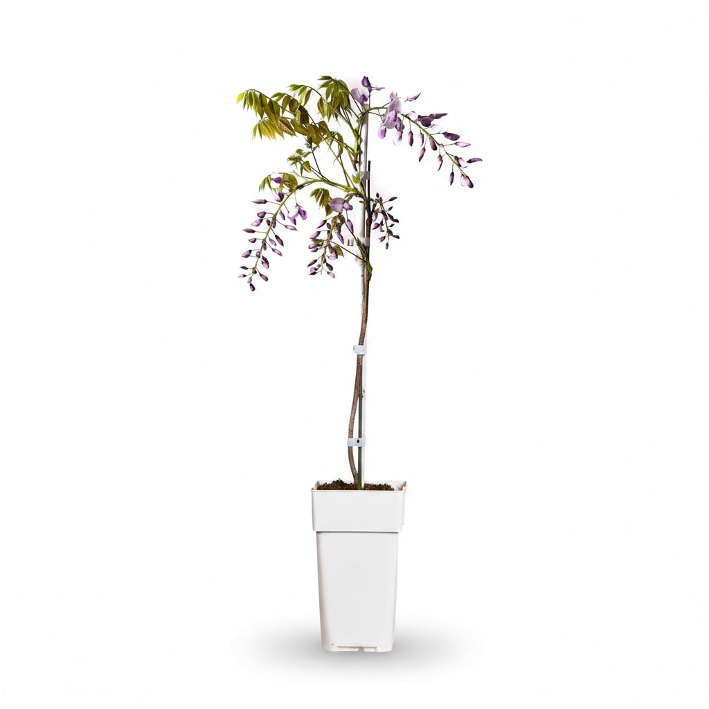 Wisteria sinensis ‘Caroline’ – Glycine violette – D15cm x H65cm - Verdeia