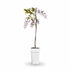 Wisteria sinensis ‘Caroline’ – Glycine violette – D15cm x H65cm - Verdeia