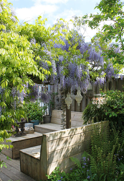 Wisteria sinensis ‘Caroline’ – Glycine violette – D15cm x H65cm - Verdeia