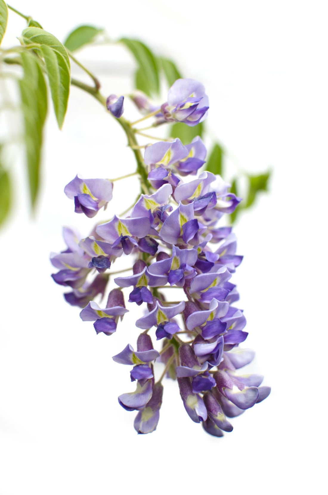 Wisteria sinensis ‘Prolific’ – Glycine bleue – D15cm x H65cm - Verdeia