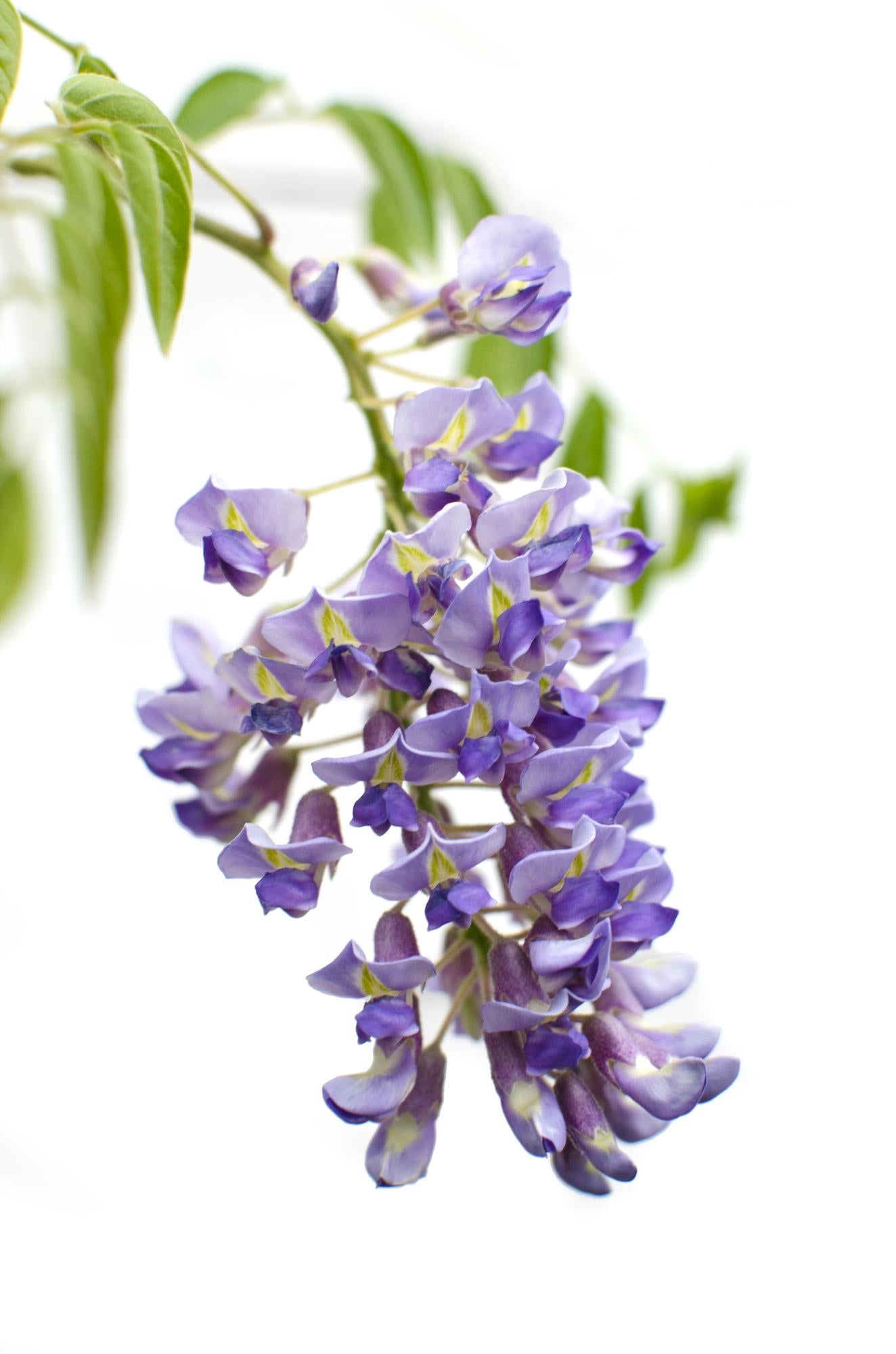 Wisteria sinensis ‘Prolific’ – Glycine bleue – D15cm x H65cm - Verdeia
