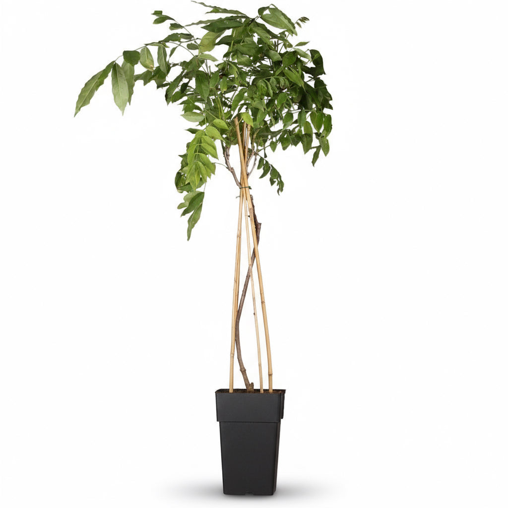 Wisteria sinensis ‘Prolific’ – Glycine bleue – D15cm x H65cm - Verdeia