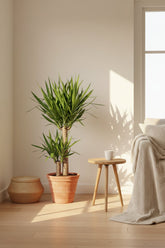Yucca elephantipes &