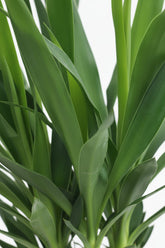 Yucca elephantipes &