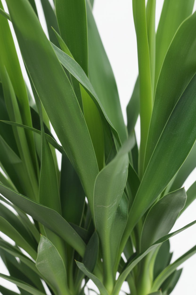 Yucca elephantipes &